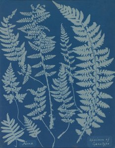 Saniaiset. Näyte syanotyypistä, 1840-luku.