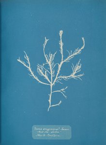 Fucus aeruginosus Turner. Kanssa. Sea Lissabon Uusi Britannialle., noin. 1853. tekijältä Anna Atkins