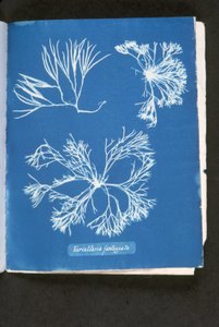 Furcelleria fastigiata, teoksesta "Photographs of British Algae: Cyanotype Impressions", julkaistu 1843-53 (syanotyyppi) tekijältä Anna Atkins
