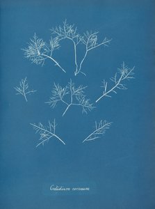 Gelada corneal, ca. 1853. finès tekijältä Anna Atkins
