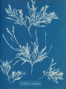 Gelidium rostratum, n. 1853 tekijältä Anna Atkins
