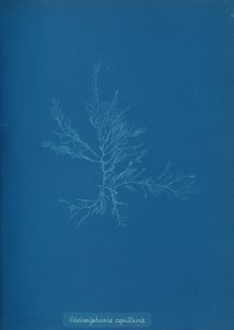Gloisiphonia capillaris, n. 1853. tekijältä Anna Atkins
