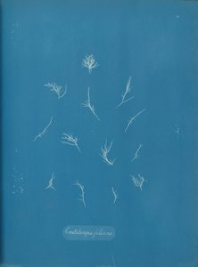 Grateloupia filicina, n. 1853. tekijältä Anna Atkins