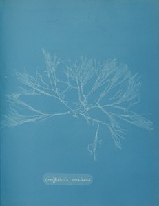 Griffithsia corallina, n. 1853. tekijältä Anna Atkins