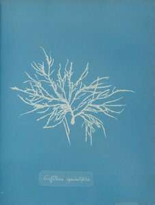Griffithsia equisetifolia, n. 1853. tekijältä Anna Atkins
