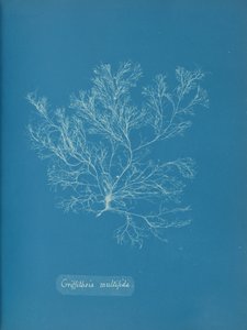 Griffithsia multifida, n. 1853. tekijältä Anna Atkins