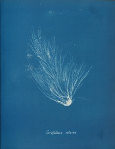Griffithsia setacea, n. 1853. tekijältä Anna Atkins