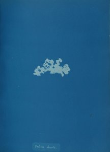Padina deusta, n. 1853. tekijältä Anna Atkins