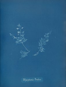 Brodien Polysiphonia, n. 1853 tekijältä Anna Atkins