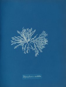 Polysiphonia cristata, n. 1853. tekijältä Anna Atkins