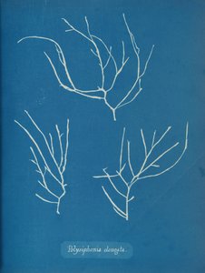 Polysiphonia elongata, n. 1853 tekijältä Anna Atkins