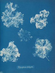 Polysiphonia fastigiata, n. 1853. tekijältä Anna Atkins