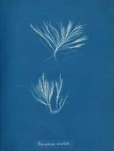 Polysiphonia urceolata, n. 1853. tekijältä Anna Atkins