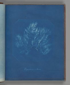 Polysiphonia violacea tekijältä Anna Atkins