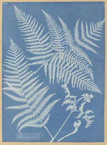Pteris aquilina tekijältä Anna Atkins