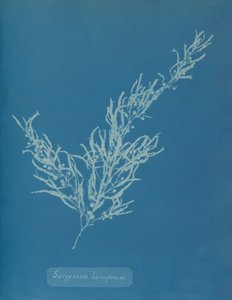 Sargassum bacciferum, n. 1853. tekijältä Anna Atkins