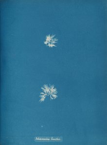 Schizonema Smithii, n. 1853. tekijältä Anna Atkins