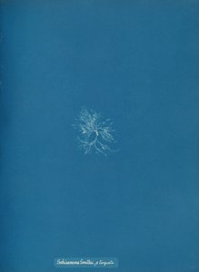 Schizonema Smithii, ß torqata, ca. 1853. tekijältä Anna Atkins