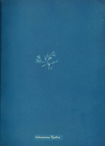 Schizonema Wyattiæ, n. 1853. tekijältä Anna Atkins