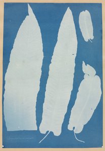 Scolopendrium Vulgare tekijältä Anna Atkins