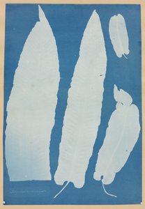 Scolopendrium Vulgare, 1852-1854. tekijältä Anna Atkins