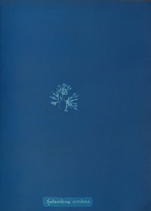 Sphacelaria cirrhosa, n. 1853. tekijältä Anna Atkins