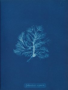 Sphacelaria scoparia, n. 1853. tekijältä Anna Atkins