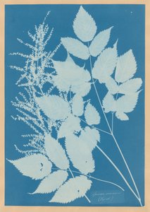  tekijältä Anna Atkins