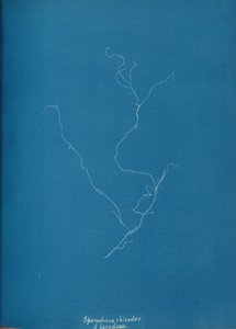 Sporochnius rhizodes ß paracloxa, ca. 1853. tekijältä Anna Atkins