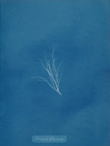 Striaria vaimennettu, n. 1853. tekijältä Anna Atkins