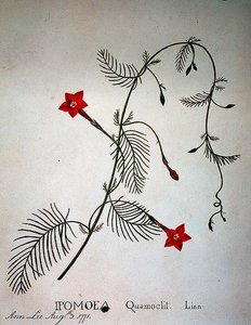 Sypressiköynnös: Ipomoea quomoclit tekijältä Anna Lee