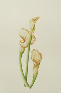 Arum Lily, 2001 (wc paperilla) tekijältä Annabel Barrett