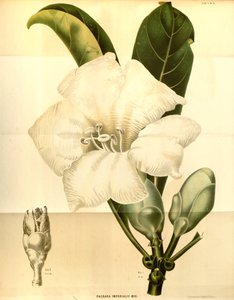 Fagraea imperialis tekijältä Annales Musei botanici lugduno batavi