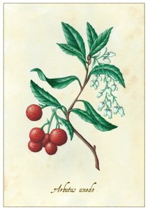 Arbutus unedo, 2015 (guassi) tekijältä Annalisa Morrocco