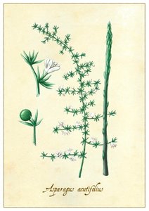 Asparagus acutifolius, 2015 (guassi)