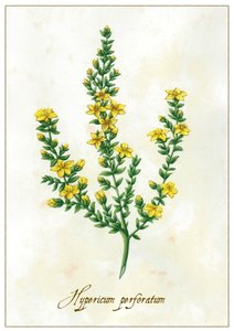 Hypericum perforatum, 2015 (guassi) tekijältä Annalisa Morrocco