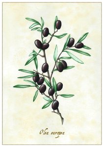 Olea europea, 2015 (guassi) tekijältä Annalisa Morrocco