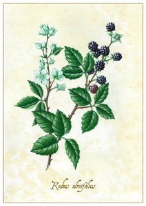 Rubus ulmifolius, 2015 (guassi)