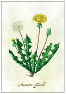 Taraxacum officinale, 2015 (guassi) tekijältä Annalisa Morrocco