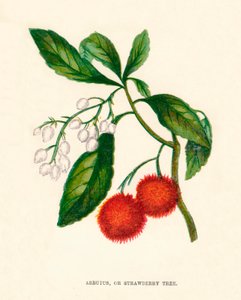 Arbutus eli mansikkapuu, c1891, 1891