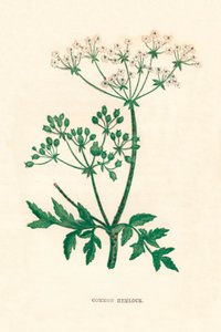 Common Hemlock, c1891, 1891