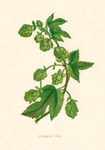 Common Hop, c1891, 1891
