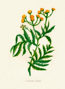 Common Tansy, c1891, 1891