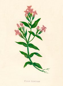 Field Gentian, c1891, 1891