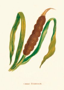 Suuri Reedmace, c1891, 1891
