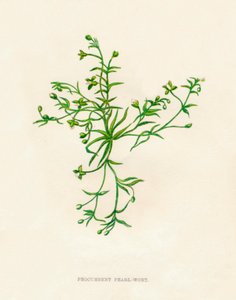 Procumbent Pearl-Wort, c1891, 1891 tekijältä Anne Pratt