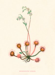 Pyöreälehtinen sundew, c1891, 1891