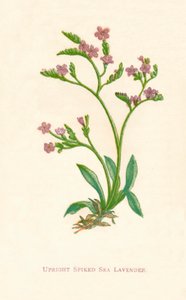 Upright Spiked Sea Lavender, c1891, 1891 tekijältä Anne Pratt
