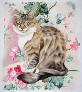 Pitkät hiukset tabby