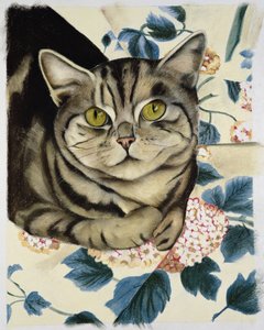 Tabby kissa